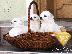 PoulaTo: Κουτάβια Bichon Frise