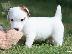 PoulaTo: Jack Russel Puppies