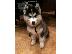 PoulaTo: Siberian husky