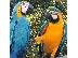 PoulaTo: Όμορφοι μπλε και χρυσοί παπαγάλοι Macaws