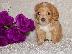 PoulaTo: Cockapoo Puppies