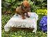 PoulaTo: German Pointer Puppies