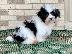 PoulaTo: Havaton Puppies