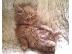 PoulaTo: maine coon γατάκια διαθέσιμα τώρα