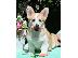 PoulaTo: Κουτάβια Welsh Corgi Pembroke