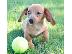 PoulaTo: Dachshund Puppies