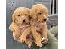 PoulaTo: Πωλούνται κουτάβια Labrador Retriever