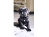 PoulaTo: cane corso