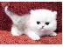 PoulaTo: fluff ball Chinchilla Persian Kittens