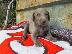 PoulaTo: Weimaraner Puppies