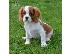 PoulaTo: Εξαιρετικό κουτάβι Cavalier King Charles Spaniel για υιοθεσία