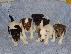 PoulaTo: Πωλείται κουτάβι Jack Russell Terrier