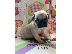 PoulaTo: Pug Puppies Available