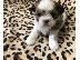 PoulaTo: Shorkie Puppies