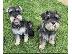 PoulaTo: Κουτάβια Schnauzer