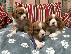 PoulaTo: Κουτάβια Cavalier King Charles