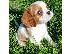 PoulaTo: Pedigree Cavalier King Charles Spaniel κουτάβια