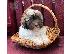 PoulaTo: Havanese Puppies