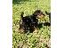 PoulaTo: Airedale Terrier Puppies