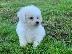 PoulaTo: Bichon Frise Puppys