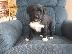 PoulaTo: Tibetan Puppies