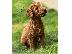 PoulaTo: Κουτάβια Toy Poodle