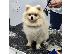 PoulaTo: Pomeranian Spitz