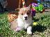 PoulaTo: Pembroke Welsh Corgi