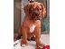 PoulaTo: Dogue de Bordeaux