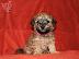PoulaTo: Havanese Bichon κουτάβια