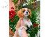 PoulaTo: Πωλείται Cavalier King Charles Spaniel