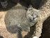 PoulaTo: Εκπληκτική British Shorthair Χρώμα σημείων