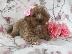 PoulaTo: Double Doodle Puppies