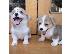 PoulaTo: Διατίθενται κουτάβια Pembroke Welsh Corgi