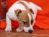 PoulaTo: Έχουμε δύο αξιολάτρευτα κουτάβια Jack Russell