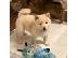 PoulaTo: Κουτάβι Shiba Inu προς πώληση