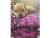 PoulaTo: Staffordshire B Puppies