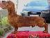 PoulaTo: Dachshund