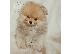 PoulaTo: Pomeranian Spitz κουτάβι