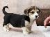 PoulaTo: Welsh Corgi (Pembroke)