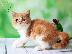 PoulaTo: Home Raised Exotic Shorthair Kittens