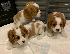 PoulaTo: Πωλείται Cavalier King Charles Spaniel