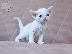 PoulaTo: Devon Rex Kittens