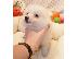 PoulaTo: Pomeranian Puppies.