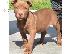 PoulaTo: American Pitbull dog available