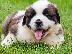 PoulaTo: St.Benard Puppies