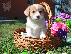 PoulaTo: Corgi Puppies