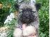 PoulaTo: Keeshond Puppies