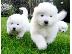 PoulaTo: Διαθέσιμα χαριτωμένα κουτάβια Samoyed