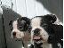PoulaTo: Τερριέ Βοστώνης BOSTON TERRIER